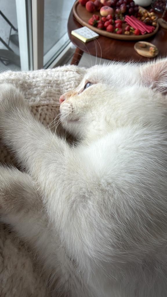 British kat, Ophalen of Verzenden, Zo goed als nieuw