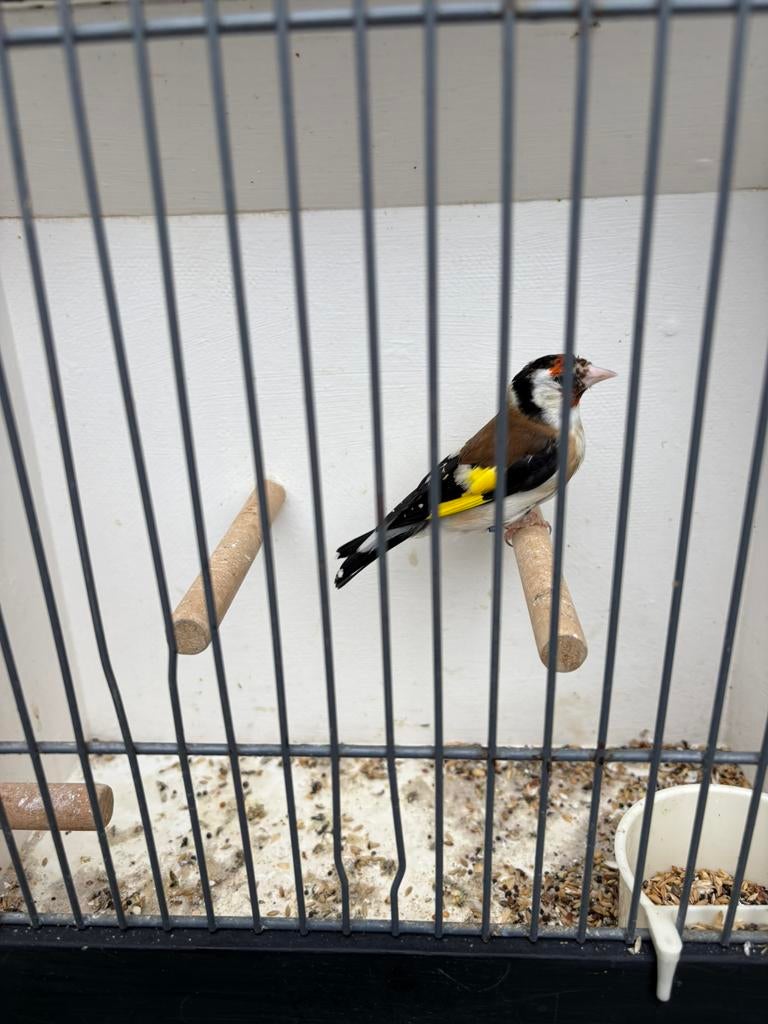 Major putter pop, Vrouwelijk, Wildzangvogel