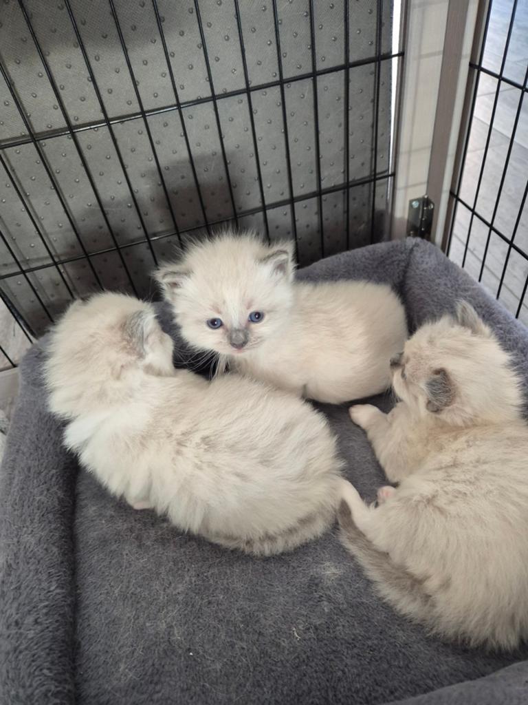 Ragdoll kittens (7), Dieren en Toebehoren, Meerdere dieren