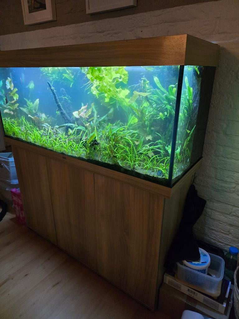 Juwel rio 240, Dieren en Toebehoren, Ophalen, Zo goed als nieuw, Gevuld zoetwateraquarium