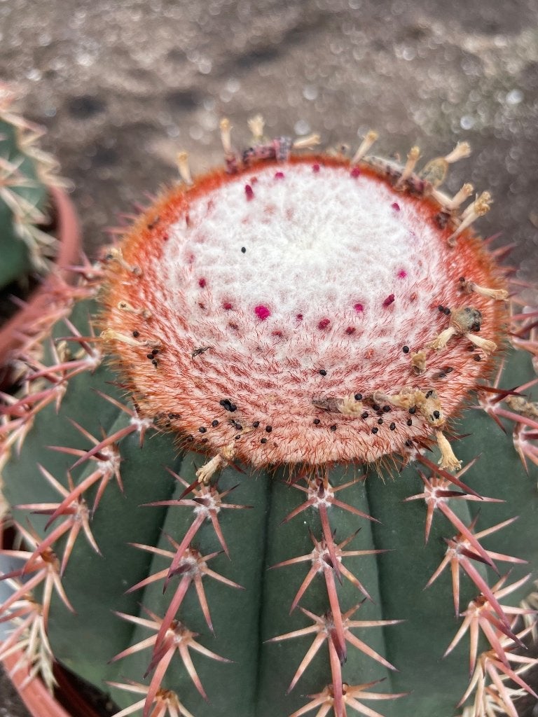 Cactus Melocactus Curvispinus in de 16 cm schaal, Ophalen of Verzenden, Minder dan 100 cm, Bloeiende kamerplant, Volle zon