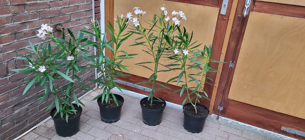 Oleander met licht rose bloem, Tuin en Terras, Volle zon, Vaste plant, Zomer, Ophalen