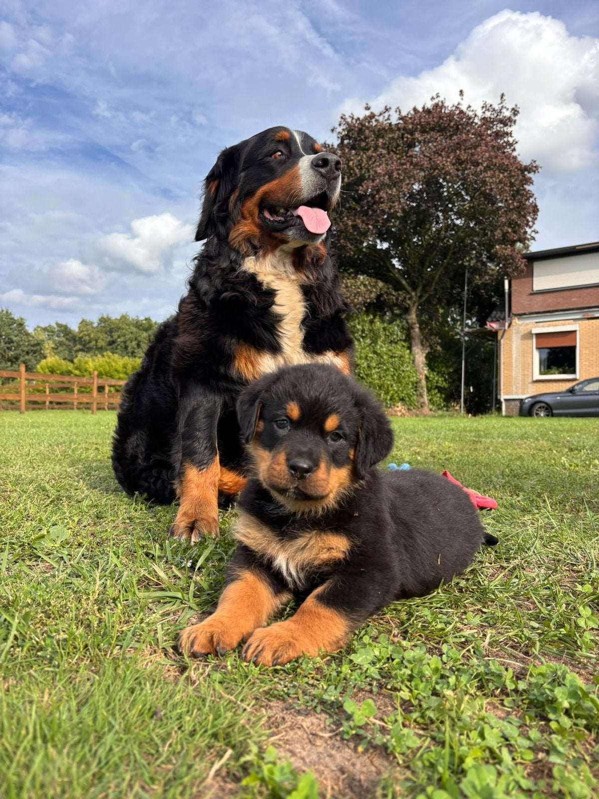 Berner senne x rottweiler pups, Groot, Meerdere, Meerdere dieren, Nederland