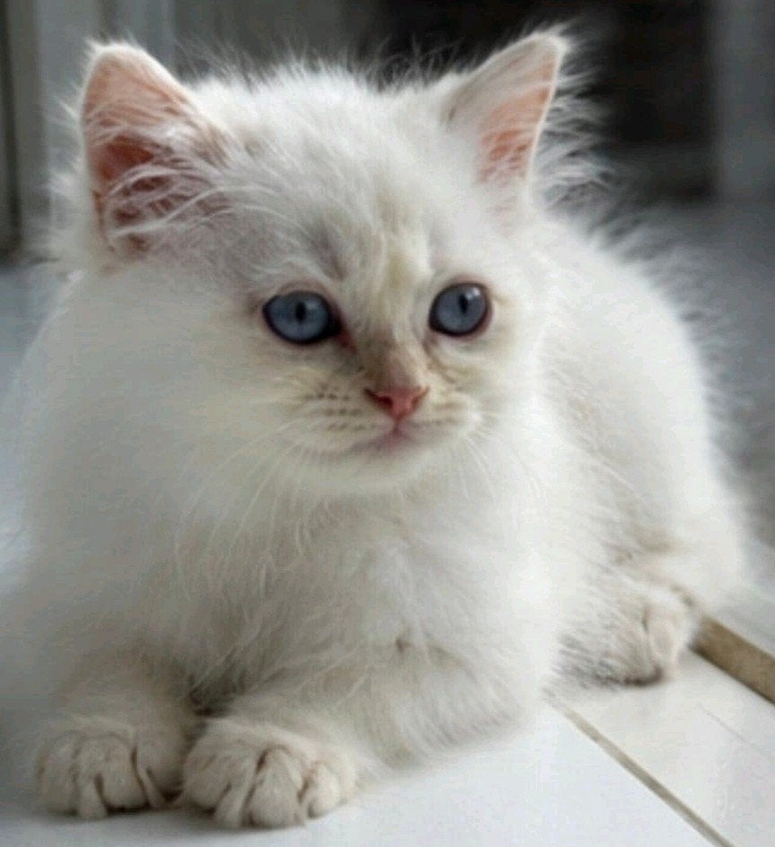 Britse langhaar katertje, Dieren en Toebehoren, Katten en Kittens | Raskatten | Langhaar, Kater, Ontwormd