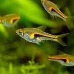 Trigonostigma Hengeli Rasbora, Vis, Zoetwatervis, Schoolvis