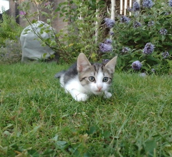 4 liefdevolle kittens 8 weken oud, Meerdere dieren