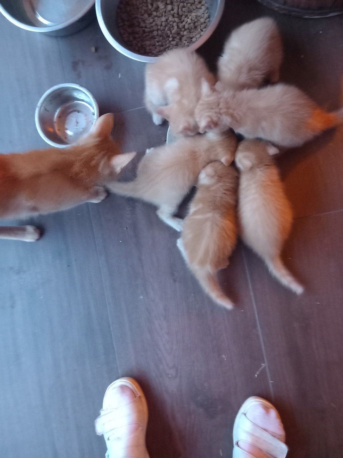 Rode kittens te koop, Dieren en Toebehoren, Meerdere dieren