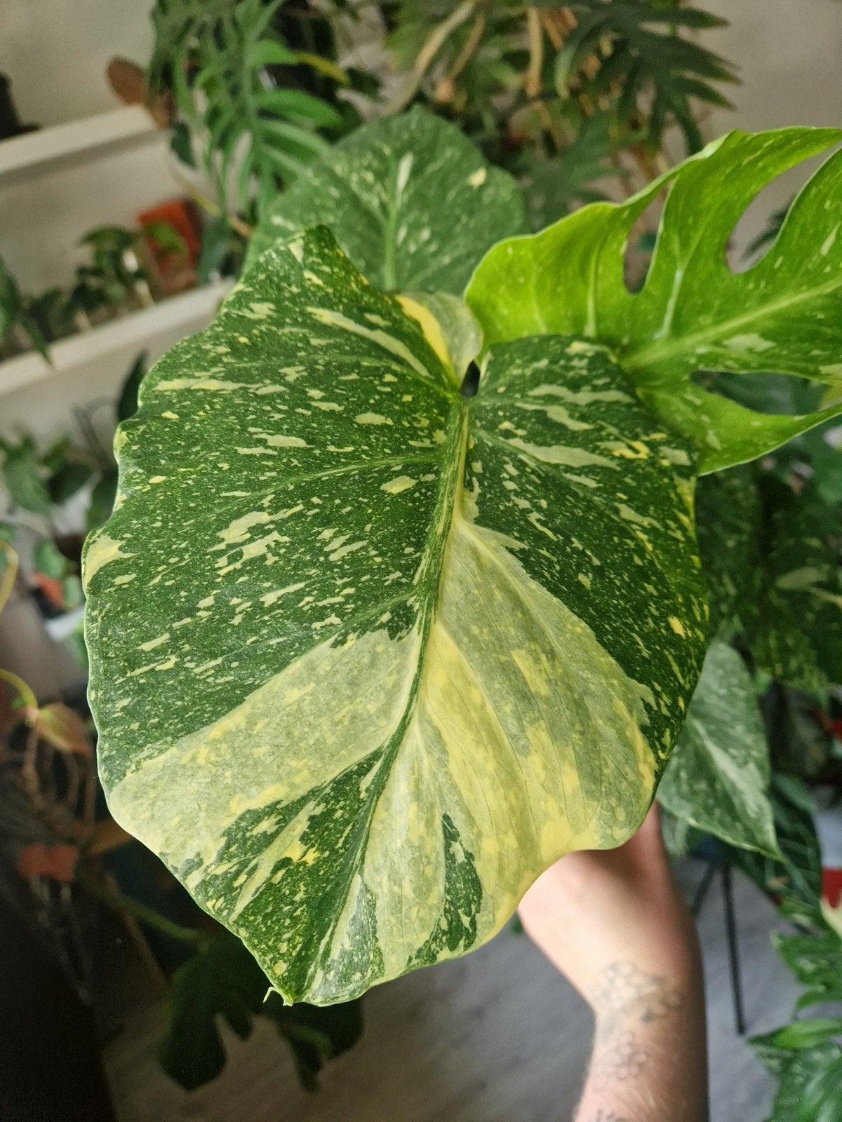 Monstera thai constellation, meerdere beschikbaar🌿, Huis en Inrichting, Kamerplanten, Overige soorten, In pot, Minder dan 100 cm