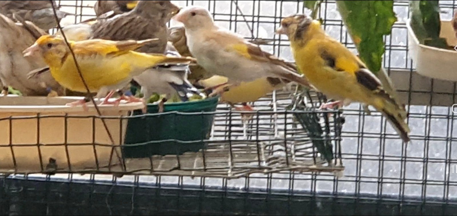 putters mutaties, Mannelijk, Wildzangvogel