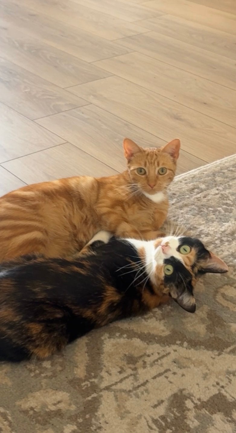 Warm thuis gezocht voor 2 poezen., Dieren en Toebehoren, Katten en Kittens | Overige Katten, Poes, Kortharig, 0 tot 2 jaar