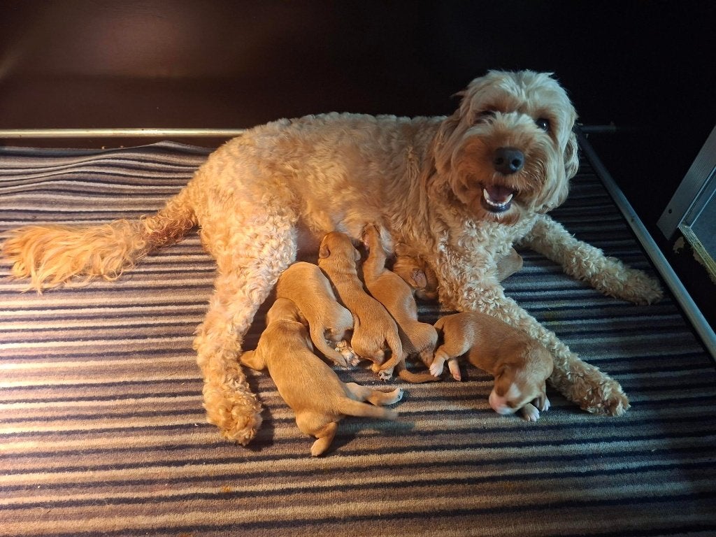 Australian Labradoodle pups, Parvo, Overige rassen, 8 tot 15 weken, Meerdere