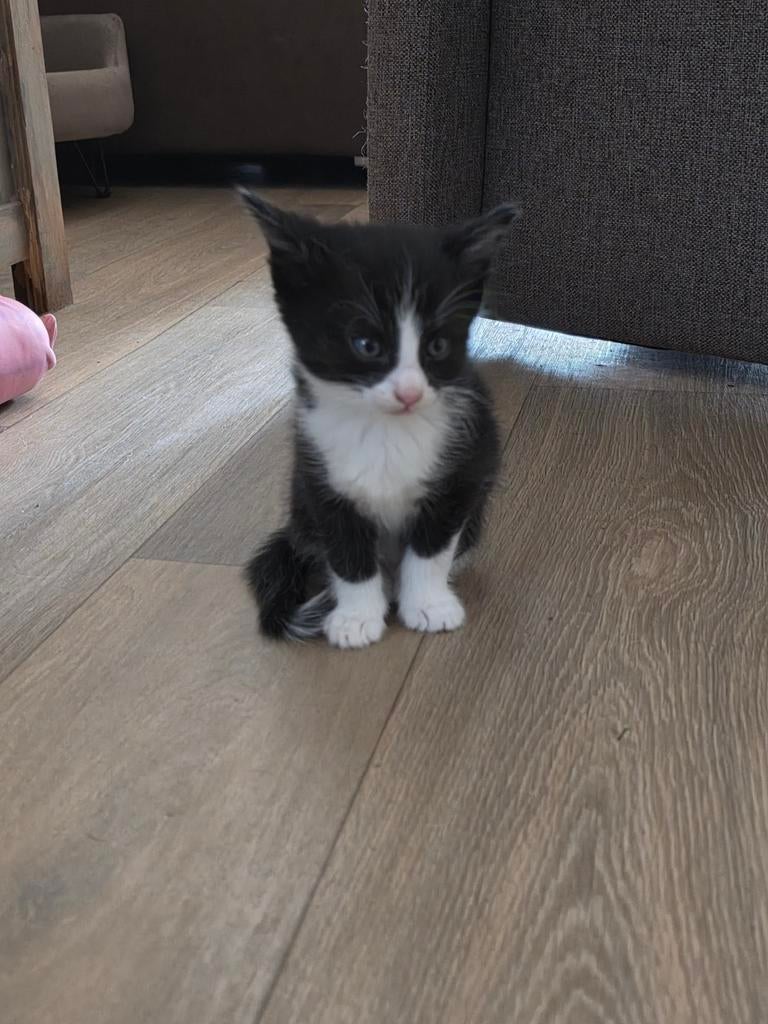 3 lieve kittens zoeken gouden mand, Meerdere dieren, Kortharig, 0 tot 2 jaar