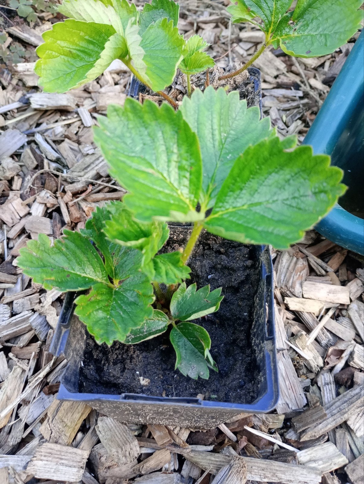 Aardbeiplanten - Grote, zoete aardbeien (ca. 30 gram), Volle zon, Vaste plant, Ophalen of Verzenden, Zomer