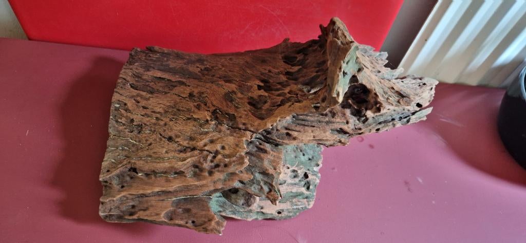 Groot mooi stuk kienhout, Ophalen, Plant(en), Steen of Hout