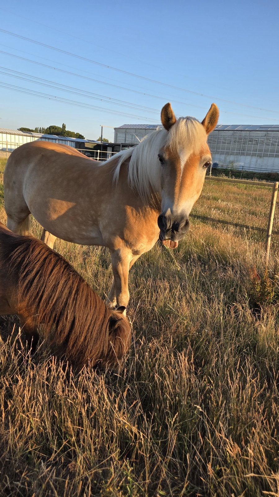 Stalling aangeboden shetlander, Dieren en Toebehoren, Weidegang, 1 paard of pony