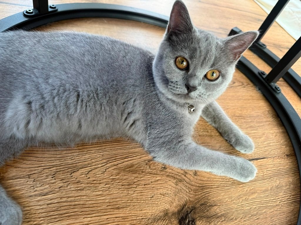 Britskorthaar, Kater