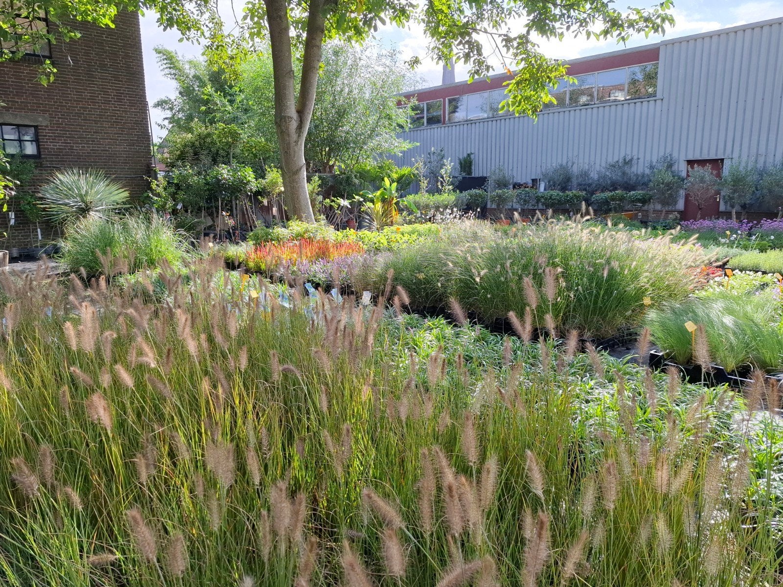 bezoek nu onze kwekerij !, Tuin en Terras, Ophalen of Verzenden, Overige soorten, Volle zon