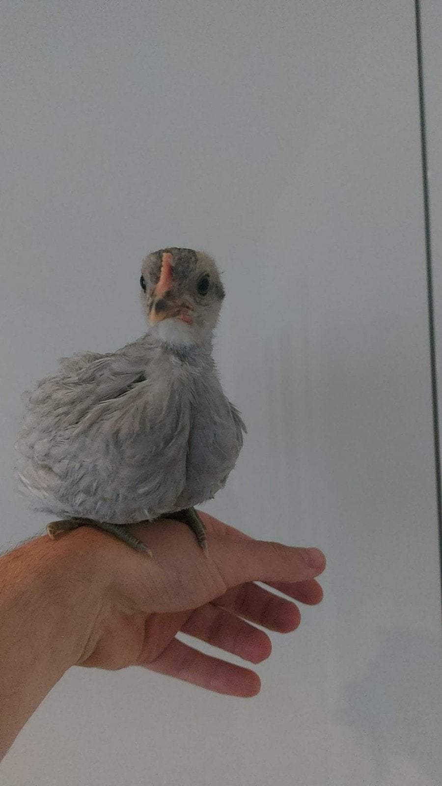 Pip, gratis af te halen tam haantje, Dieren en Toebehoren, Geslacht onbekend, Kip