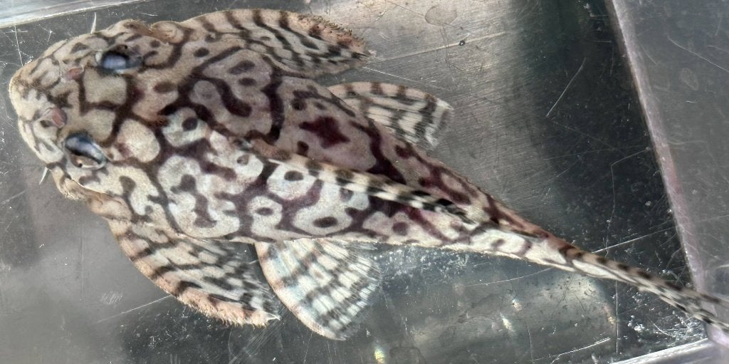 Hypancistrus sp. Seideli L236 Man, Dieren en Toebehoren, Vis, Zoetwatervis