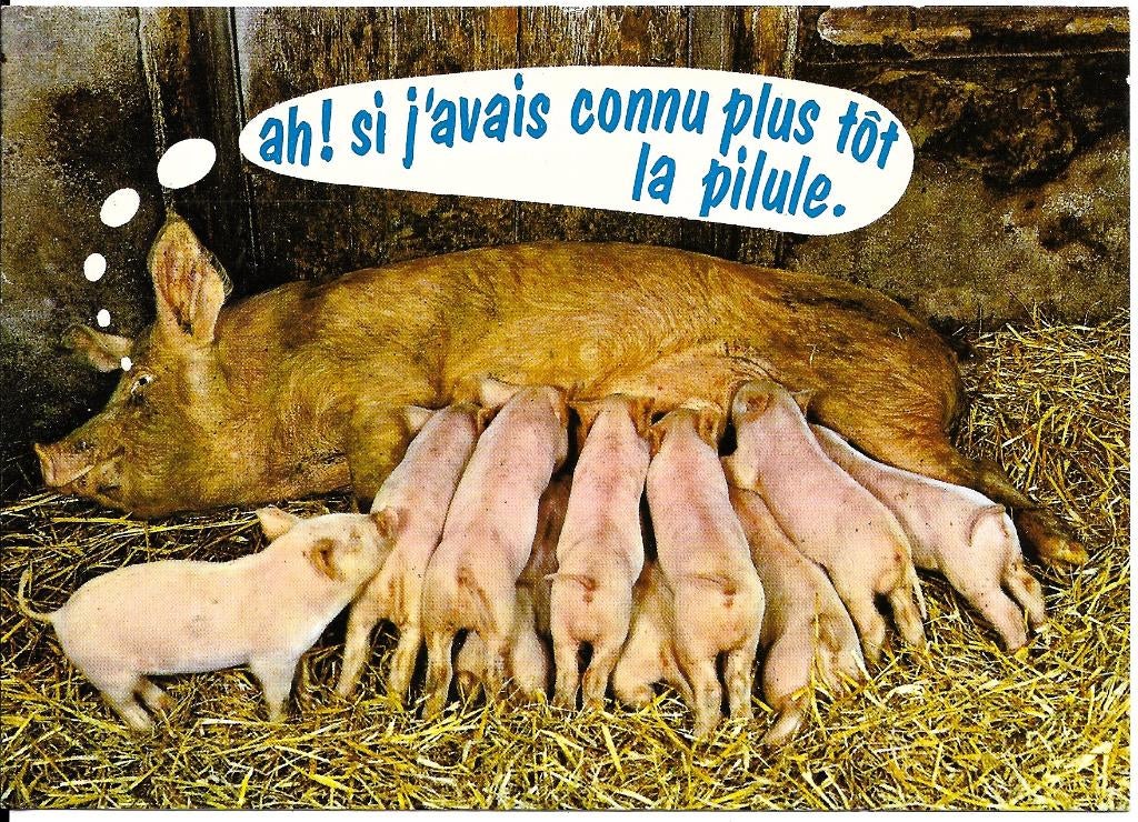 Ansichtkaart	Dierenhumor	Zeug met biggen	"...de pil ...", Verzenden, 1960 tot 1980, Gelopen, Overige soorten