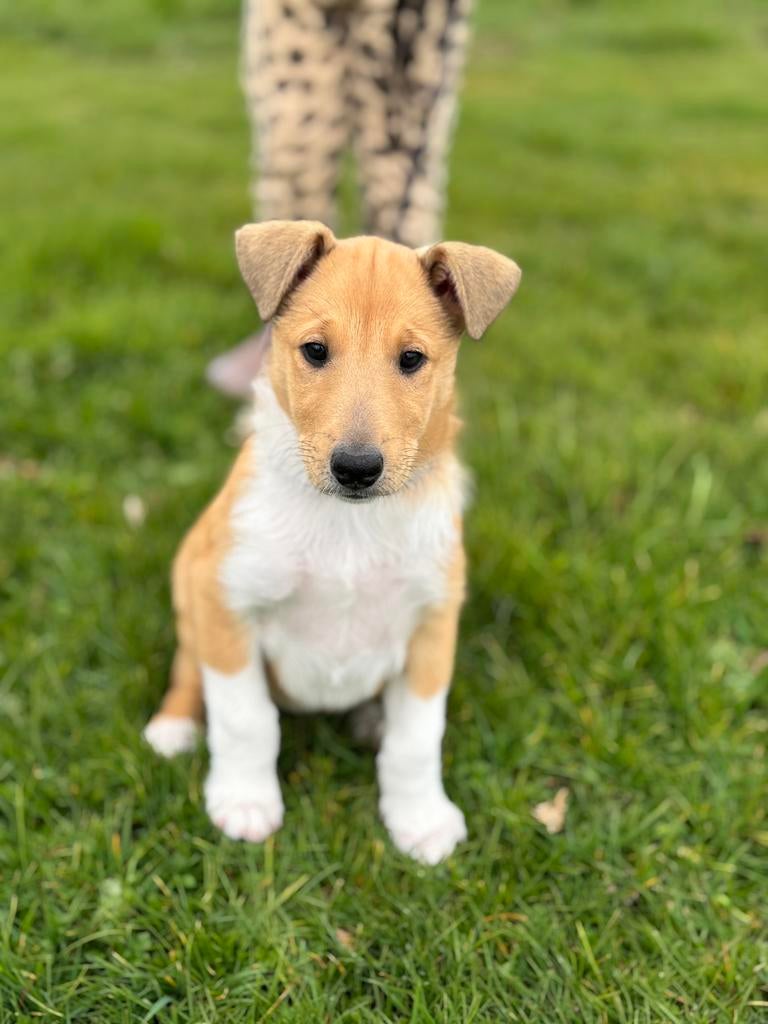 Wegens annulering Schotse herdershond teefje met stamboom, Dieren en Toebehoren, 8 tot 15 weken, Teef, Parvo, Eén hond