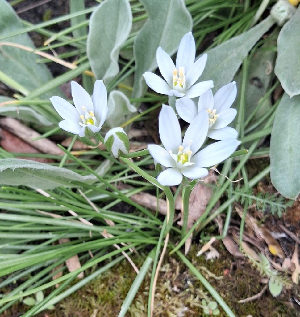 Vogelmelk plant( 3), Tuin en Terras, Planten | Tuinplanten, Ophalen, Overige soorten, Volle zon