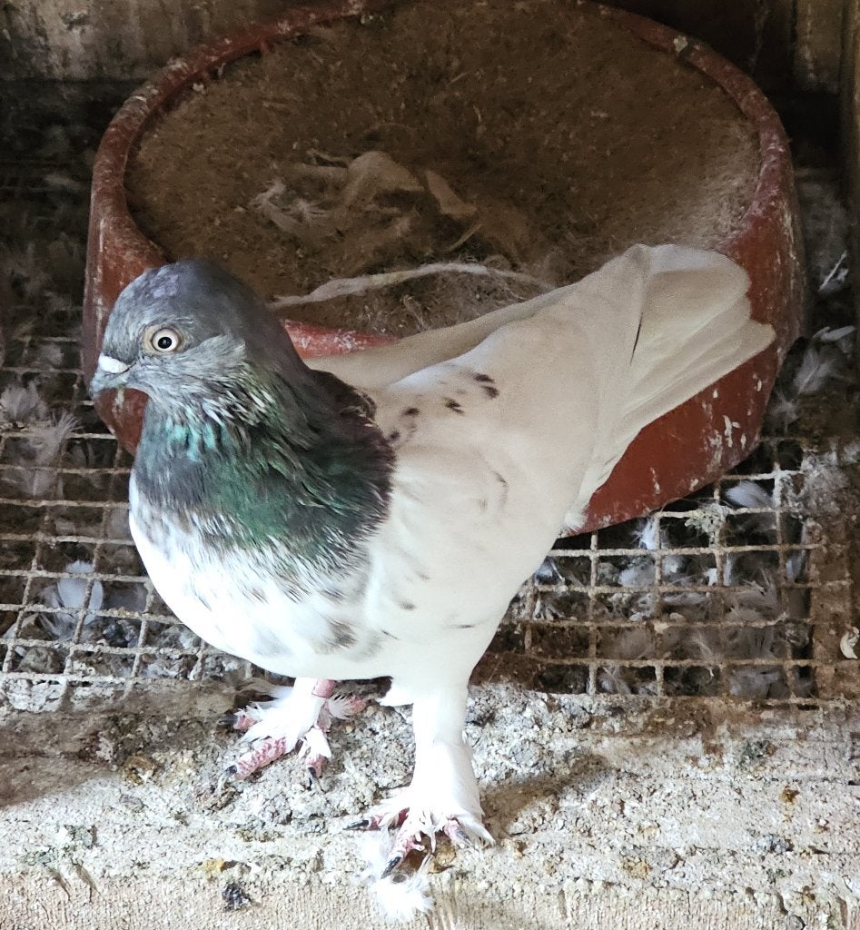 Boedapest Hoogvliegers Duiven, Dieren en Toebehoren, Meerdere dieren, Postduif