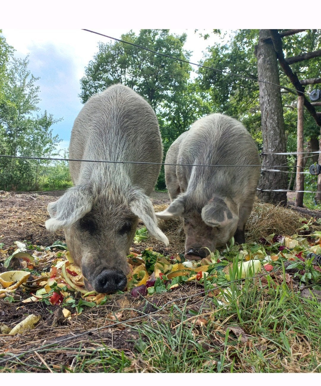 twee pietrain x duroc hobbyvarkens. Brabant, Dieren en Toebehoren