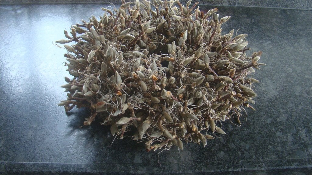 Krans magnolia takken, 40 cm, Krans, Nieuw, Ophalen of Verzenden