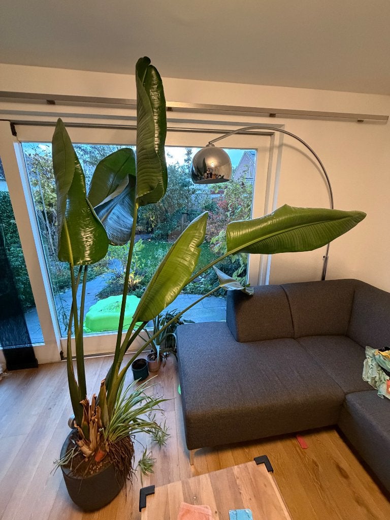 Strelitzia Nicolai gratis af te halen, Ophalen, 200 cm of meer, Overige soorten, In pot