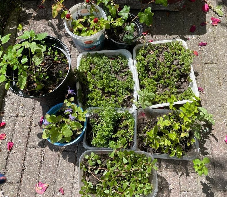 Kruiden en vetplantjes, Ophalen