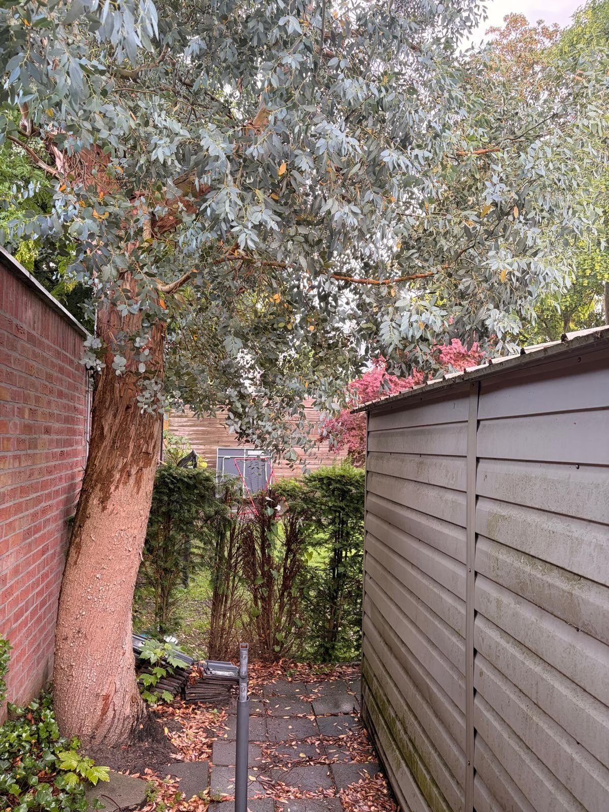 Eucalyptus takken, Ophalen, Zonder ramen