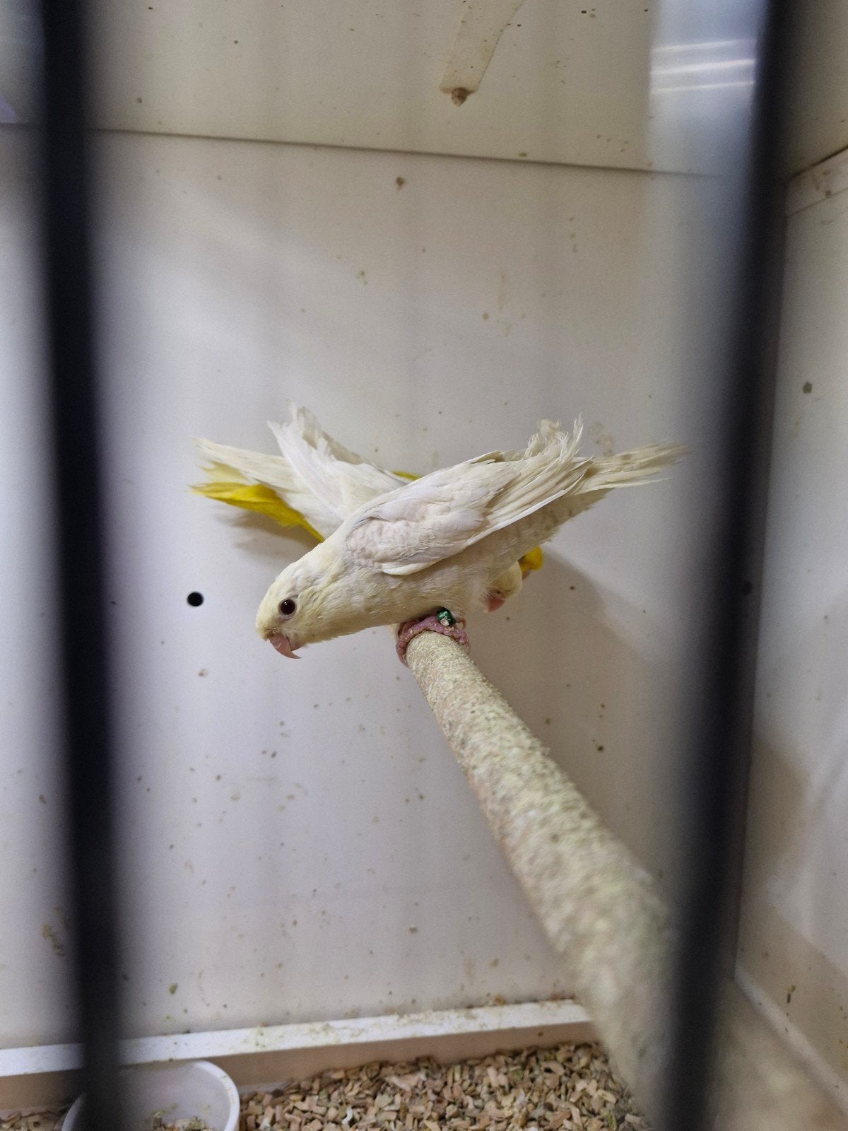 catharina parkieten, Dieren en Toebehoren, Meerdere dieren, Dwergpapegaai of Agapornis, Geringd