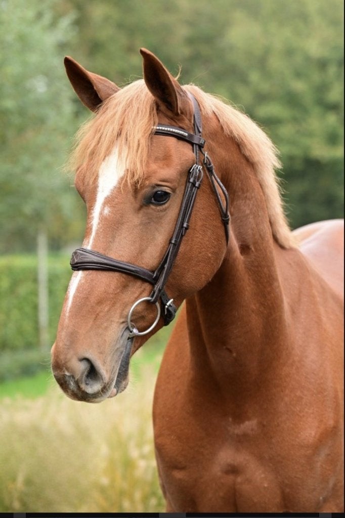 GEZOCHT springpaarden van 4 tot 13 jaar *snelle afhandeling*, Dieren en Toebehoren, Springpaard, Met stamboom, Ruin, 170 tot 175 cm