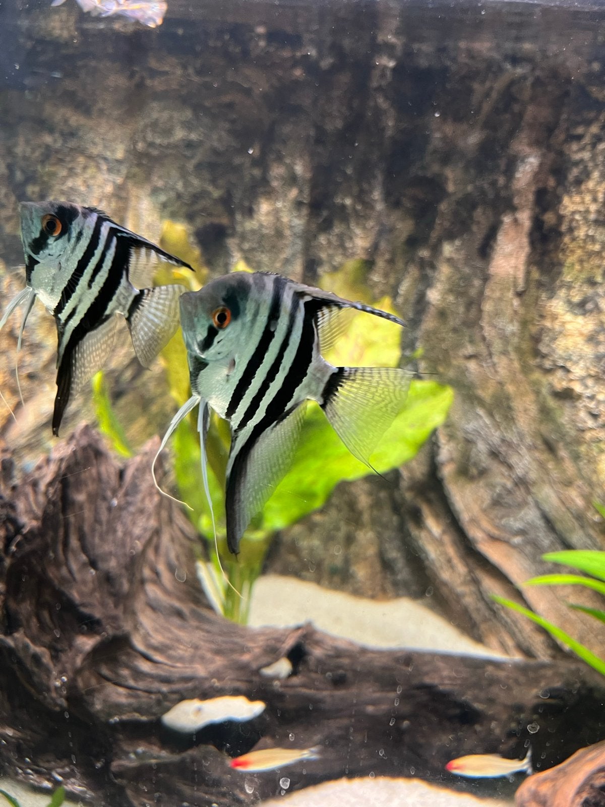 Maanvis blauw - Pterophyllum Scalare Blue Pinoy 4 stuks, Dieren en Toebehoren, Vissen | Aquariumvissen, Vis, Zoetwatervis, Schoolvis