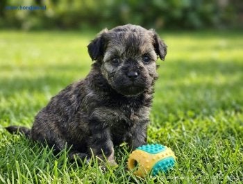 Kennel De Hoeve – Maltipoo, Boomer, Bolonka, Doodle pups, Parvo, Nederland, Overige rassen, 8 tot 15 weken