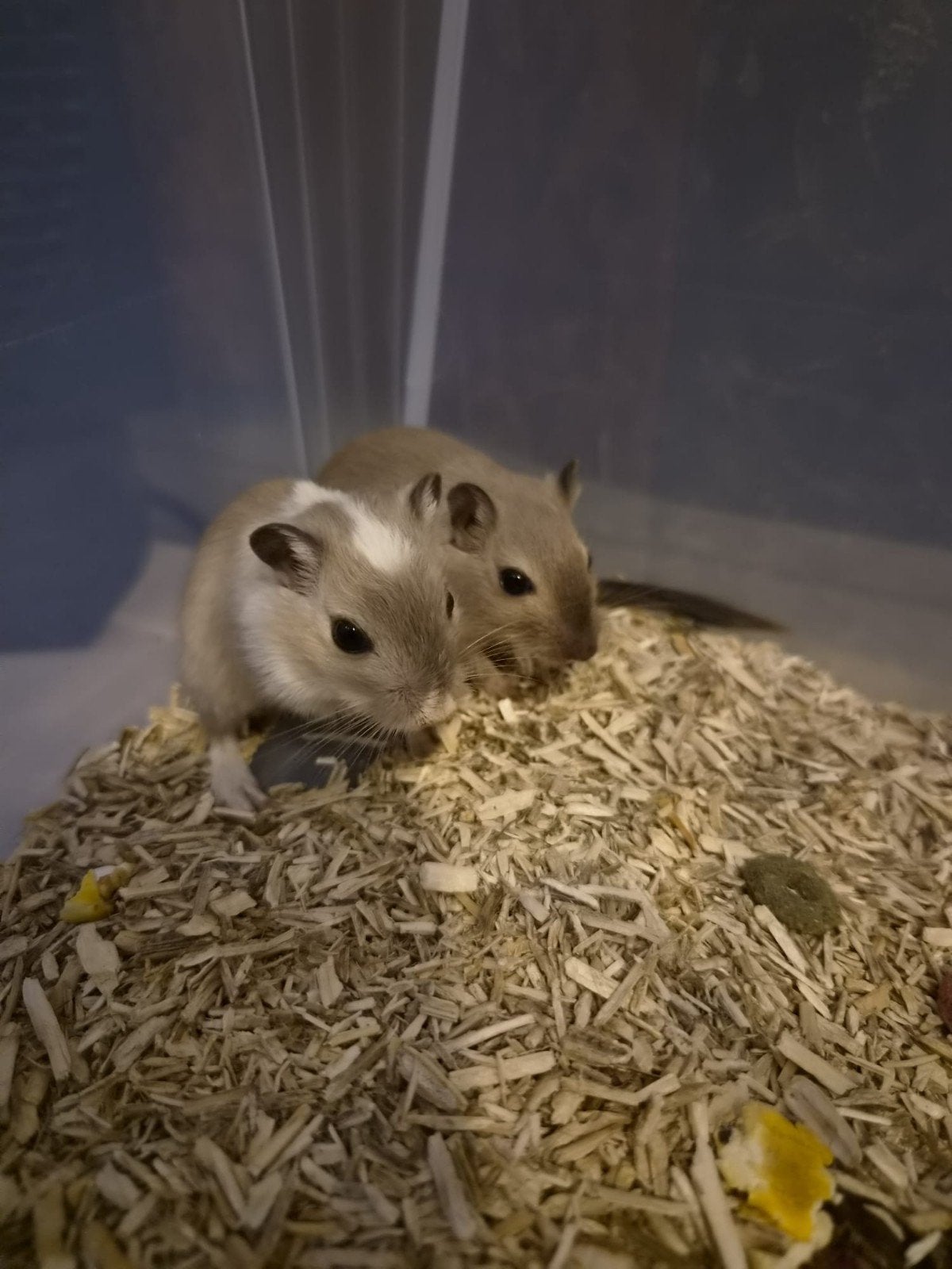 3 Gerbils, woestijnratjes, zusjes, Juni, Vrouwelijk, Overige typen