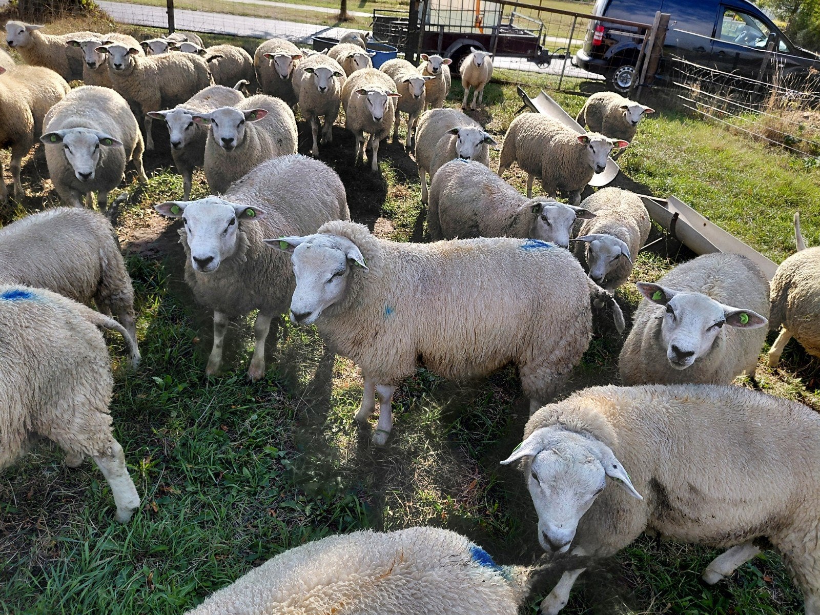 Dekrammen te koop, Dieren en Toebehoren, Mannelijk, Schaap, 0 tot 2 jaar