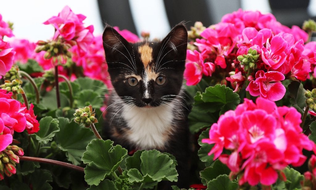 Knappe boerderijkittens te koop, Dieren en Toebehoren, Katten en Kittens | Overige Katten, Meerdere dieren, Kortharig, 0 tot 2 jaar