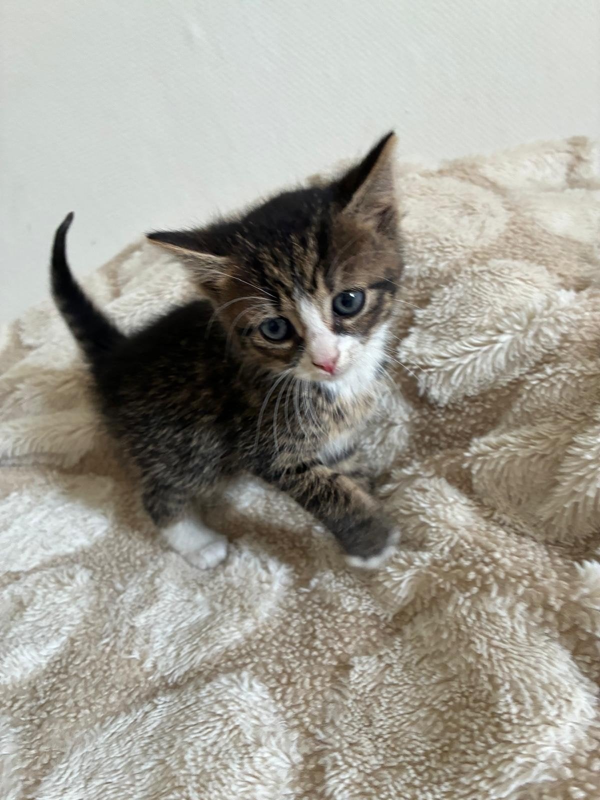 Laatste Britsekorthaar Mix Kitten, Dieren en Toebehoren, Katten en Kittens | Raskatten | Korthaar
