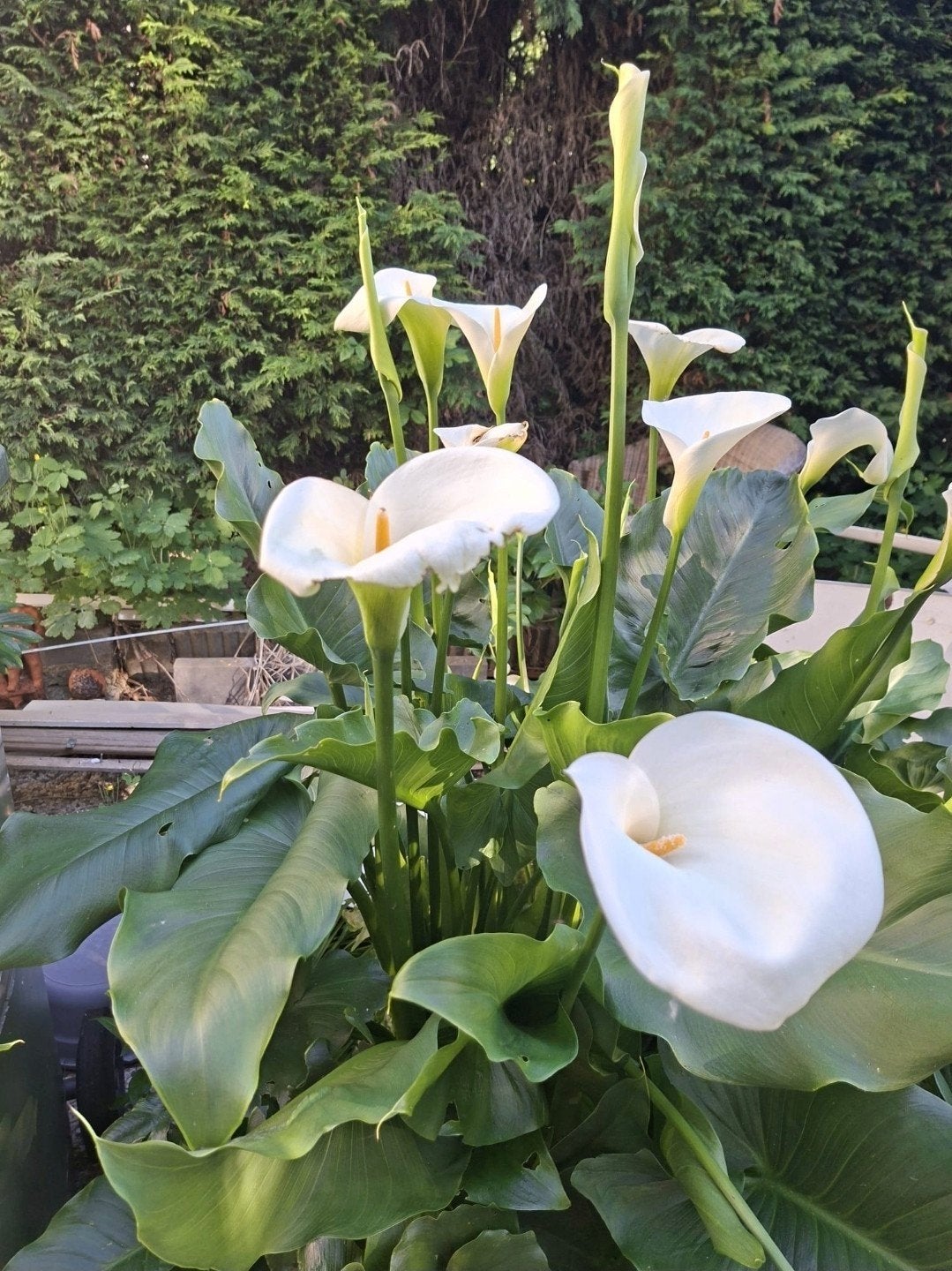 Grote pol Calla tuinplant Aronskelk Wit Zantedeschia winter, Volle zon, Vaste plant, Zomer, Ophalen