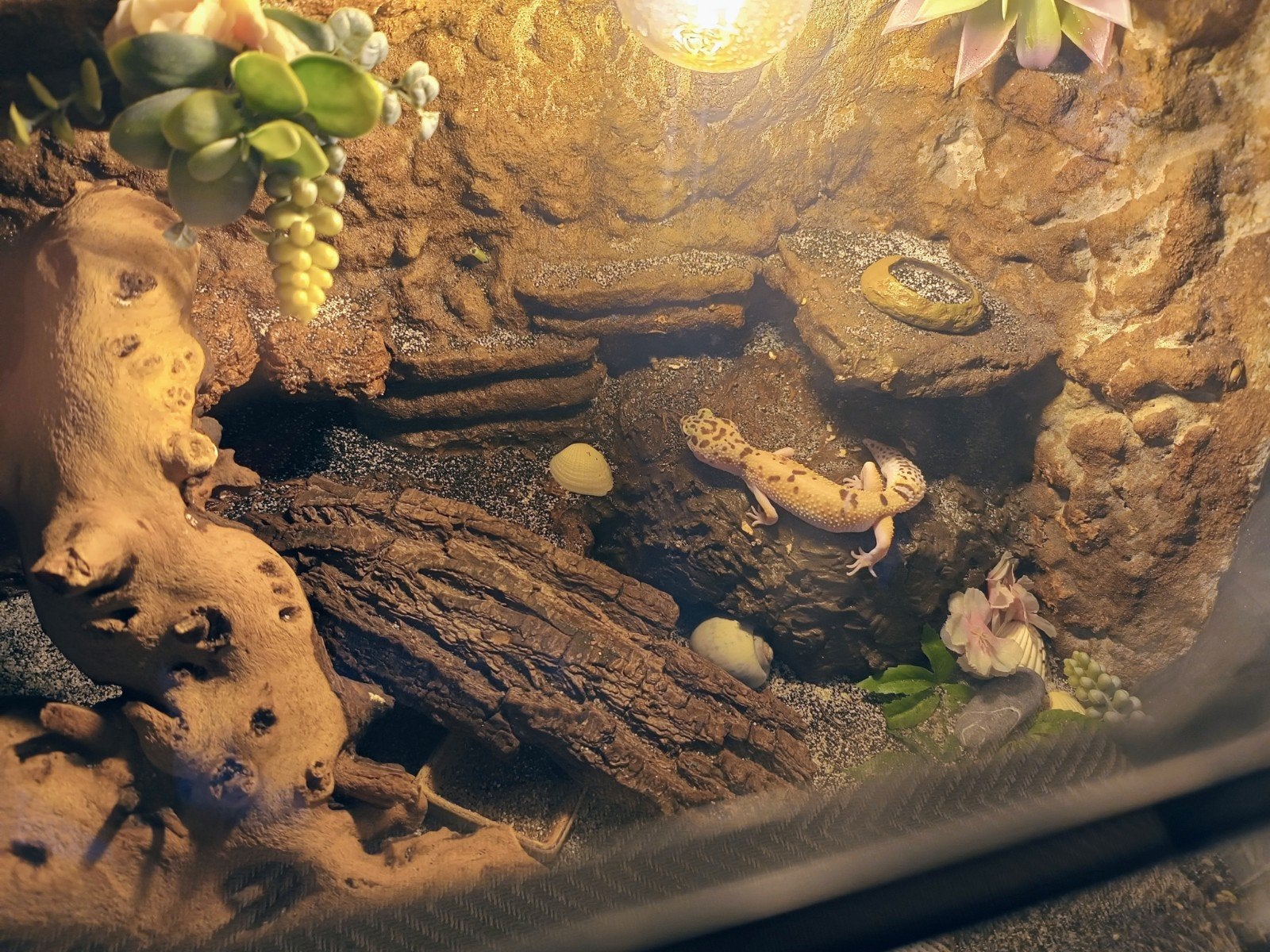 Luipaard gekko met terrarium 100x50x50 Leopard Gecko - unknown for sale from Bo