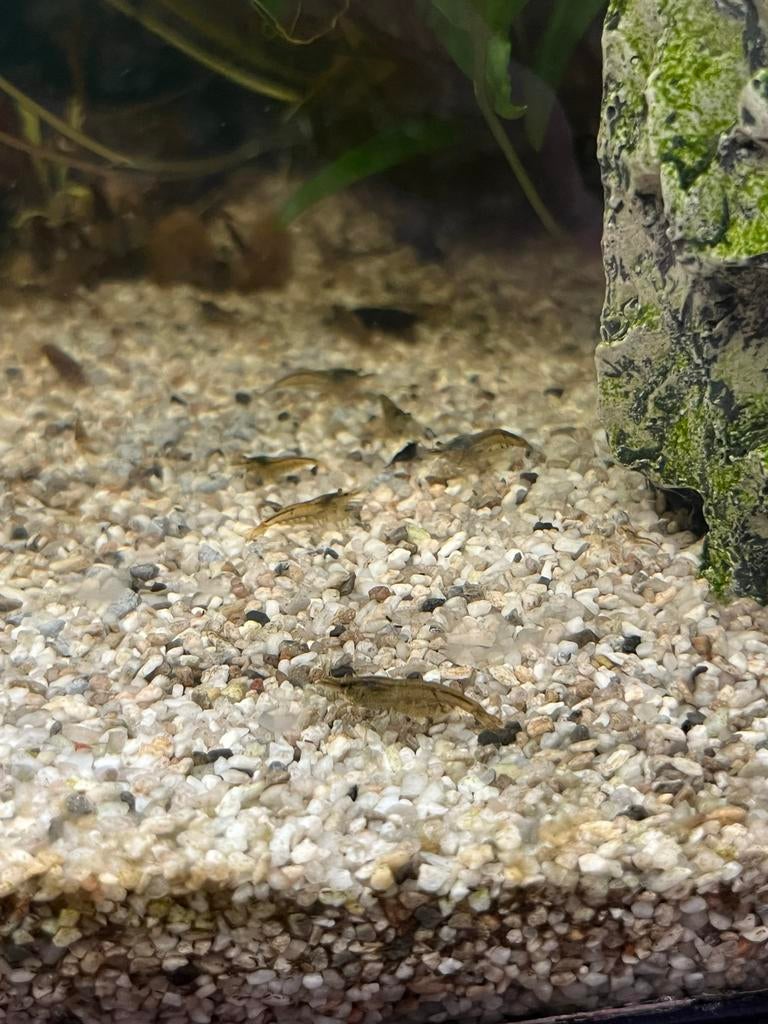 Neoncaridina garnalen, Dieren en Toebehoren, Vissen | Aquariumvissen, Kreeft, Krab of Garnaal, Zoetwatervis