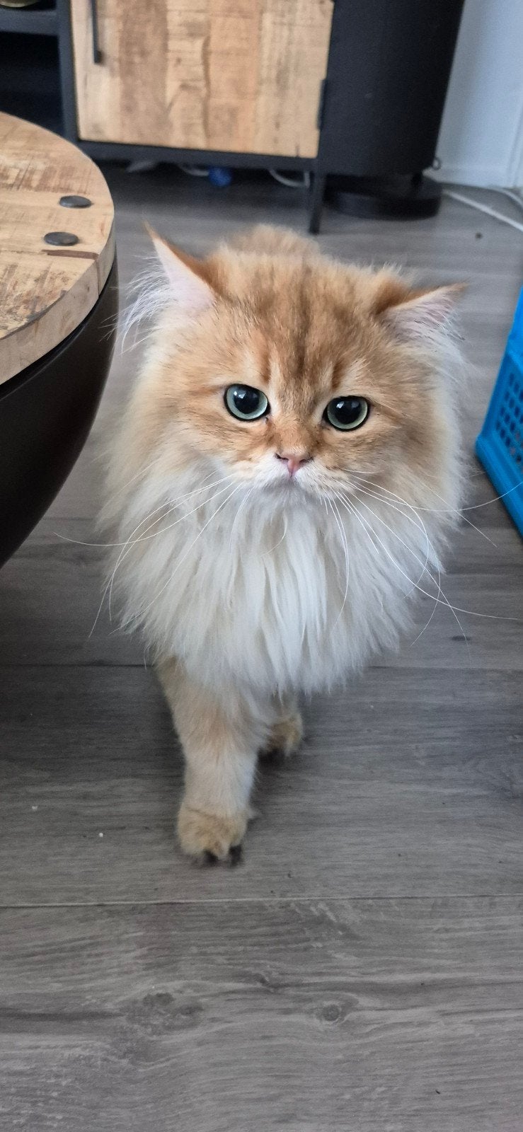 britse langhaar, black golden shaded, Dieren en Toebehoren, Kater, Gechipt, 0 tot 2 jaar