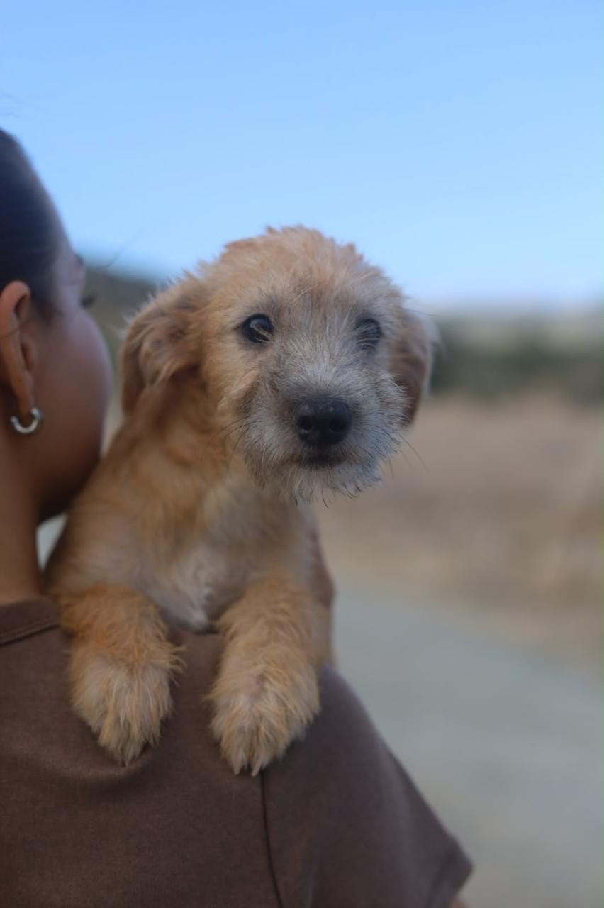 Kobe kleine man, 15 weken tot 1 jaar, Buitenland, Eén hond, Klein