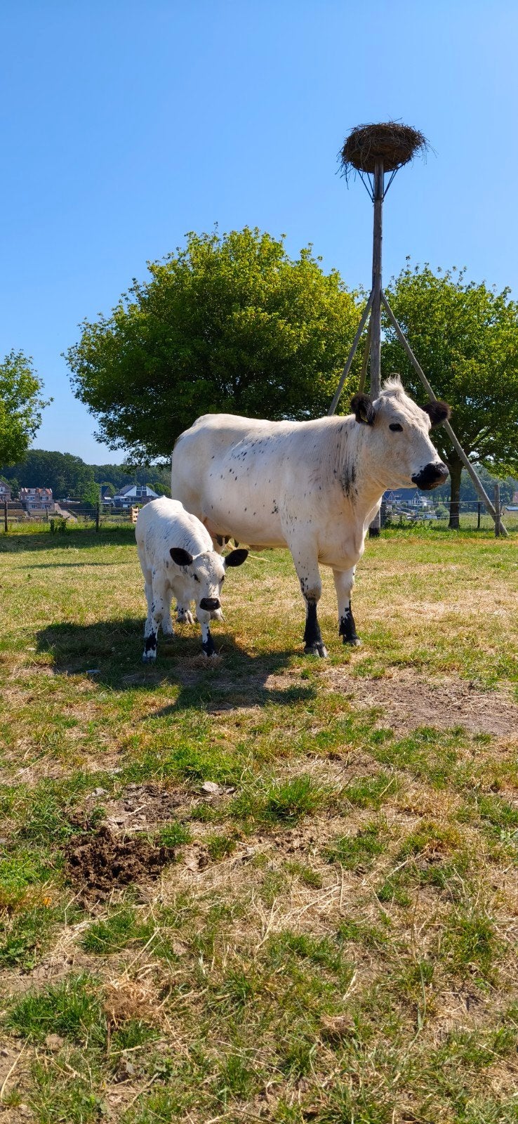 Uniek zoogstel, Dieren en Toebehoren, Vrouwelijk