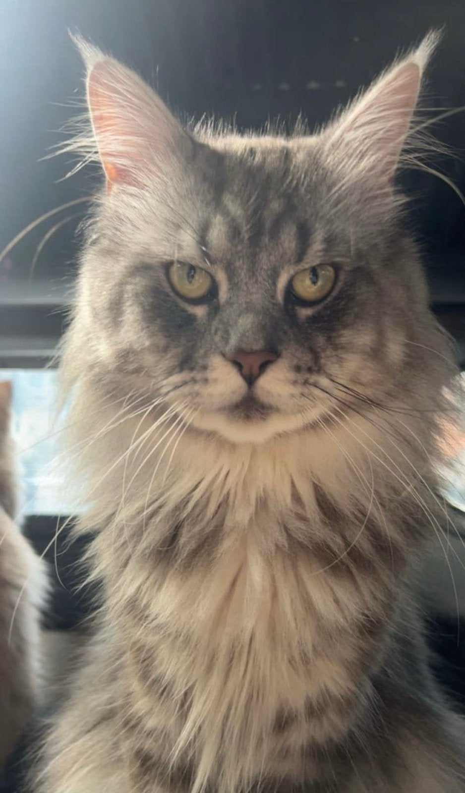 Dekkater maine coon, Kater, 3 tot 5 jaar