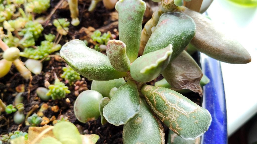 Adromischus cooperi | chubby dotted succulent leaves, Vetplant, Ophalen of Verzenden, Minder dan 100 cm, Volle zon