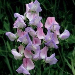 Zaden Lathyrus Fire and Ice, Verzenden, Volle zon