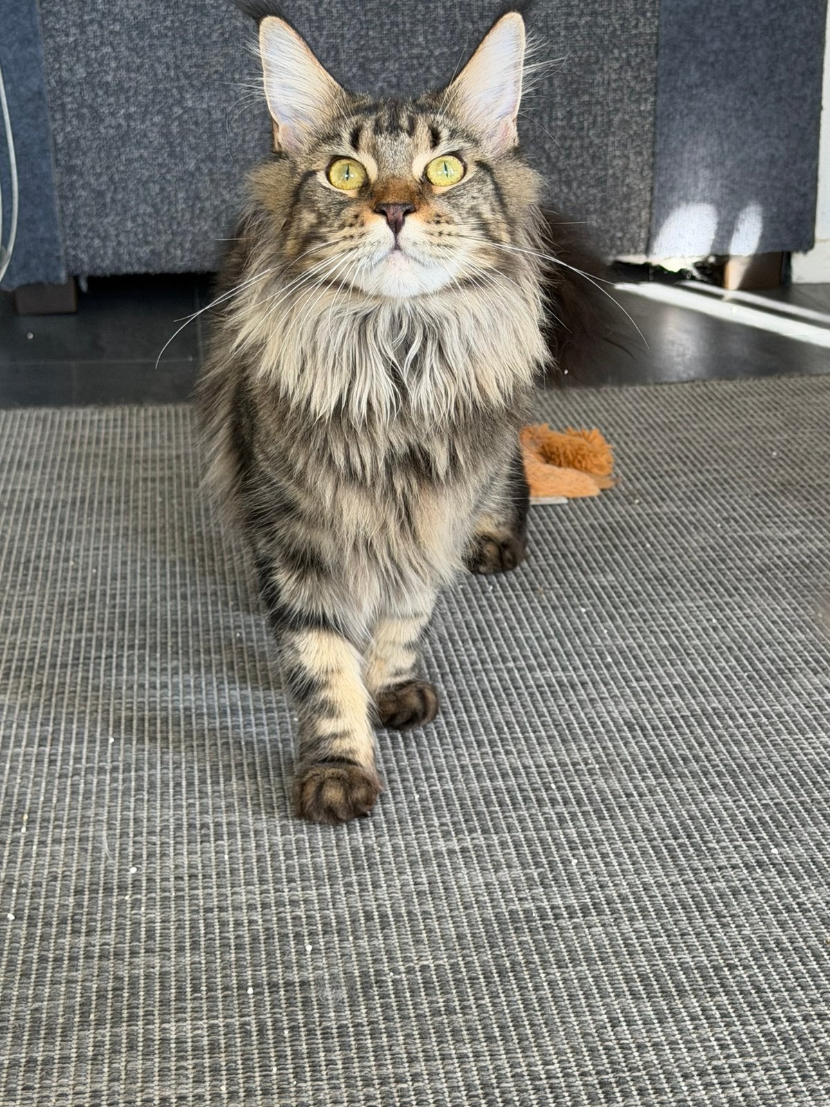 Main coon, Poes, Ontwormd